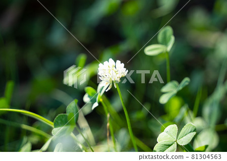 White clover White clover 81304563