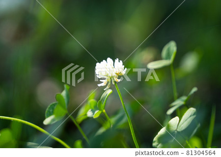 White clover White clover 81304564
