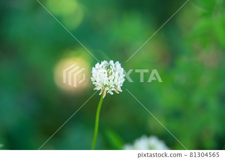 白三葉草 白三葉草 81304565