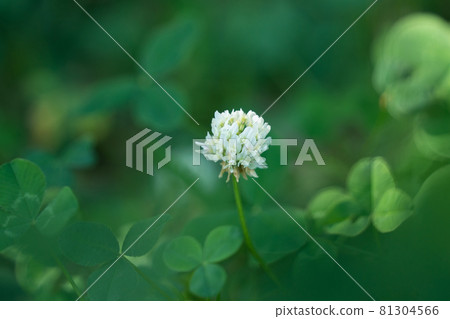 白三葉草 白三葉草 81304566