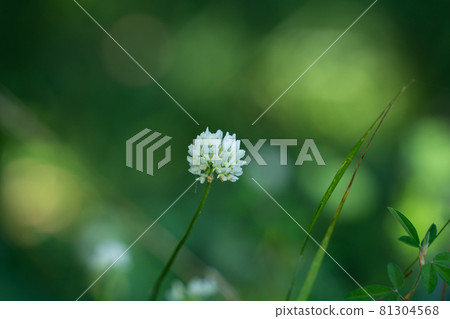 White clover White clover 81304568