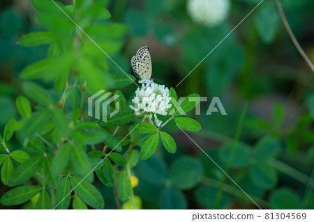 White clover White clover 81304569
