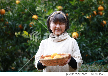 高級女人用桔子 高級女人用桔子 81304572