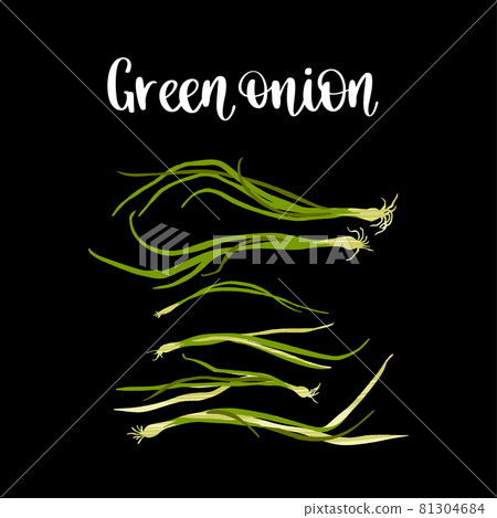 Fresh young green onions, stalks and bulbs. Healthy nutrition product. 81304684