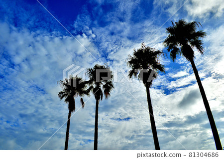 仰望棕櫚樹和藍天 / 沖繩縣北谷町 81304686