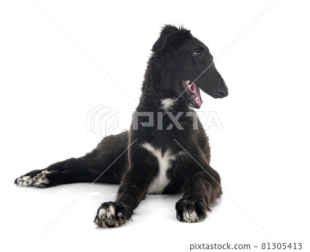 young borzoi in studio young borzoi in studio 81305413