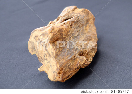 沉香柿子 5 81305767