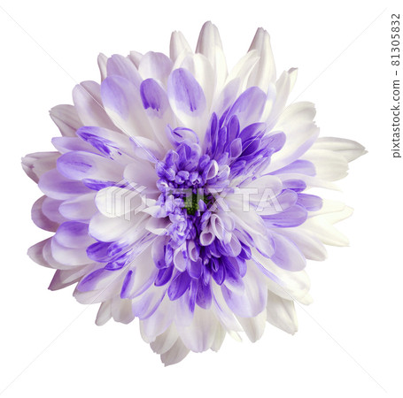 white and purple dahlia flower, white isolated background with clipping path.  Closeup.  Nature. 81305832