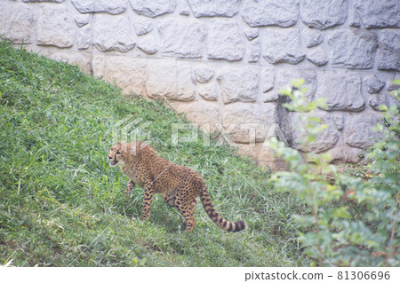 獵豹 獵豹 81306696