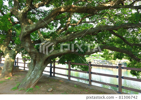 無須川,河流,溪流,石橋,柳樹,公園,休息, 無須川,河流,溪流,石橋,柳樹,公園,休息, 81306742