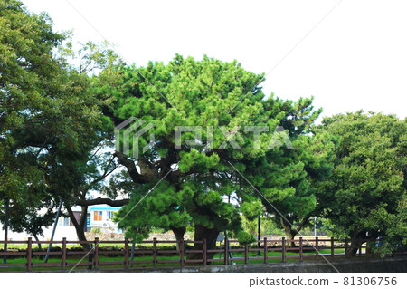 無須川,河流,溪流,石橋,柳樹,公園,休息, 無須川,河流,溪流,石橋,柳樹,公園,休息, 81306756