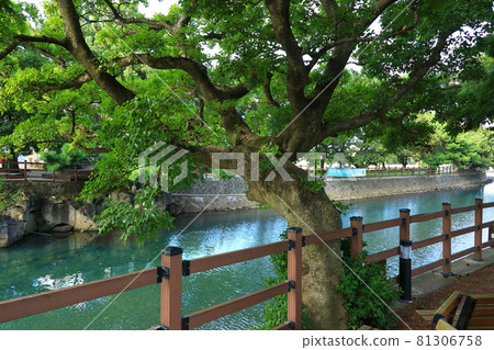 無須川，河流，溪流，石橋，柳樹，公園，休息， 81306758