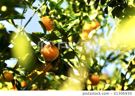 橘子在陽光下閃閃發光 81306930