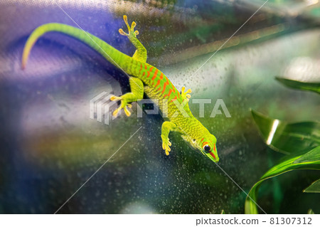 Small green and yellow Madagascar day gecko sit on the branch close-up. Reptile Phelsuma breathes under the bright sun in the jungle Small green and yellow Madagascar day gecko sit on the branch close-up. Reptile Phelsuma breathes under the bright sun in the jungle 81307312