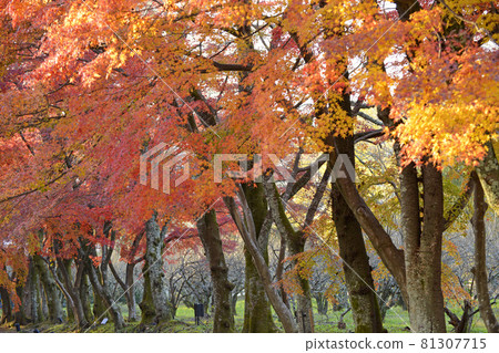 [Autumn leaves of Daikakuji Temple, Sagano, Kyoto] Autumn image 81307715