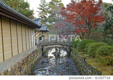 [Autumn leaves of Daikakuji Temple, Sagano, Kyoto] Autumn image 81307716