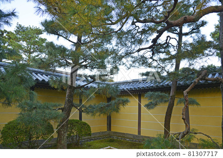 [Autumn leaves of Daikakuji Temple, Sagano, Kyoto] Autumn image 81307717