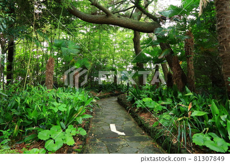 Sojeongbang瀑布,,瀑布,海岸,海岸,懸崖,懸崖,大海,風景, Sojeongbang瀑布,,瀑布,海岸,海岸,懸崖,懸崖,大海,風景, 81307849