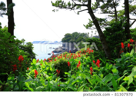 Sojeongbang Falls, coast, shore, seaside, cliff, precipice, scenery, palm trees, Sojeongbang Falls, coast, shore, seaside, cliff, precipice, scenery, palm trees, 81307970