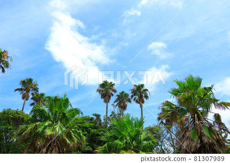 Sojeongbang Falls, coast, shore, seaside, cliff, precipice, scenery, palm trees, 81307989