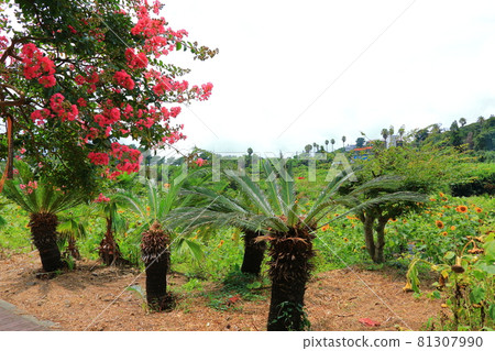 Sojeongbang瀑布，海岸，海岸，海灘，懸崖，懸崖，景觀，棕櫚樹， 81307990