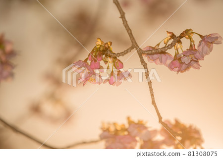 Photographing Kawazu cherry blossoms blooming in the Yodo waterway in Fushimi-ku, Kyoto 81308075