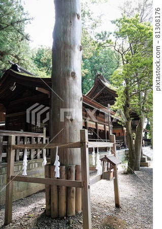 諏訪大社(下神社)沒有本宮。相反,在晴宮,古老的杉樹被用作神樹。 諏訪大社(下神社)沒有本宮。相反,在晴宮,古老的杉樹被用作神樹。 81308176
