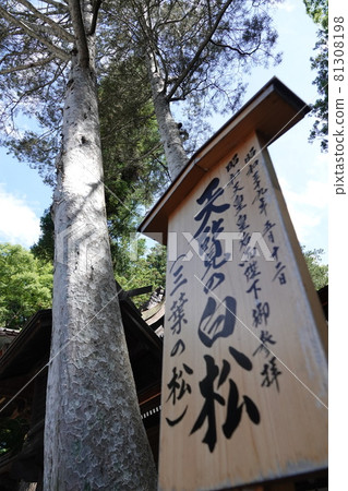 諏訪大社（下神社）沒有本宮。相反，在晴宮，古老的杉樹被用作神樹。 81308198
