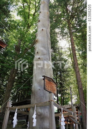諏訪大社（下神社）沒有本宮。相反，在晴宮，古老的杉樹被用作神樹。 81308205