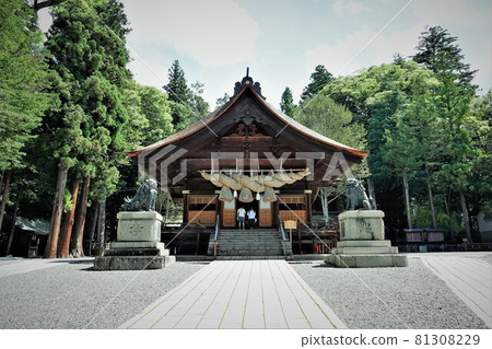 Suwa Taisha Shrine (lower shrine) does not have a main shrine. Instead, in Harumiya, the old Sugi tree is used as a sacred tree. 81308229