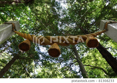 Suwa Taisha Shrine (lower shrine) does not have a main shrine. Instead, in Harumiya, the old Sugi tree is used as a sacred tree. Suwa Taisha Shrine (lower shrine) does not have a main shrine. Instead, in Harumiya, the old Sugi tree is used as a sacred tree. 81308233