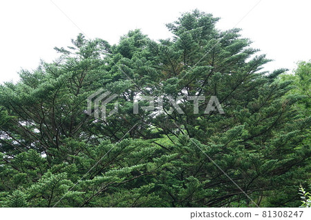 Suwa Taisha Shrine (lower shrine) does not have a main shrine. Instead, in Harumiya, the old Sugi tree is used as a sacred tree. Suwa Taisha Shrine (lower shrine) does not have a main shrine. Instead, in Harumiya, the old Sugi tree is used as a sacred tree. 81308247