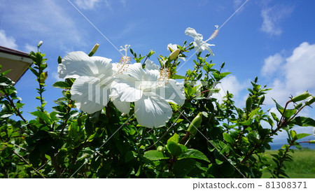 I like it! White hibiscus I like it! White hibiscus 81308371