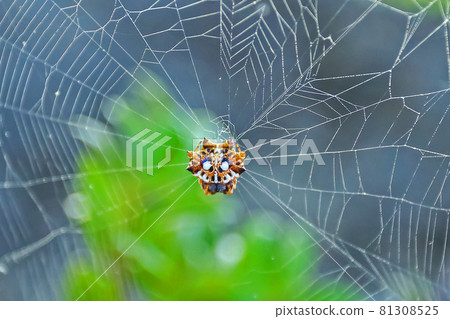 Thelacantha, which is popular because it resembles the face of Shisa Thelacantha, which is popular because it resembles the face of Shisa 81308525