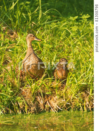 Duck with little duckling sitting on the lakeshore. Picture taken early morning in the bright rising sun. 81308798