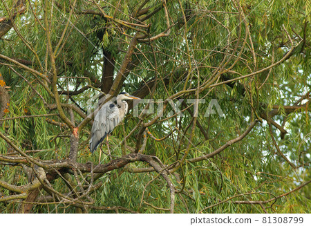 Ardea herodias, great blue heron sitting on the tree over the surface of lake. 81308799