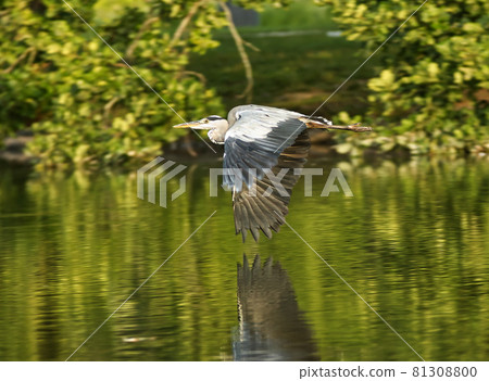 Great blue heron, image shows heron flying low over the surface of the pond. Great blue heron, image shows heron flying low over the surface of the pond. 81308800