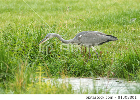 Ardea herodias, great blue heron walking on the lakeshore. Great heron fishing in the morning sun in the reeds on the shore of the pond. Ardea herodias, great blue heron walking on the lakeshore. Great heron fishing in the morning sun in the reeds on the shore of the pond. 81308801