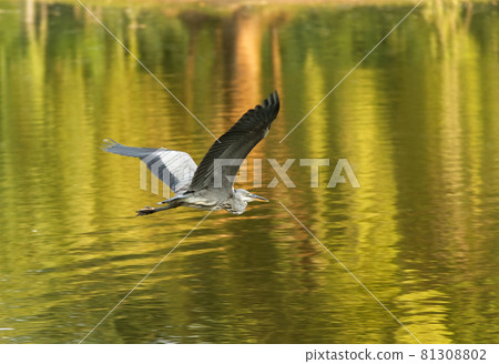 Great blue heron flying over lake early morning 81308802