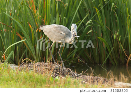 Ardea herodias, great blue heron fishing in the morning sun in the reeds on the shore of the pond. 81308803