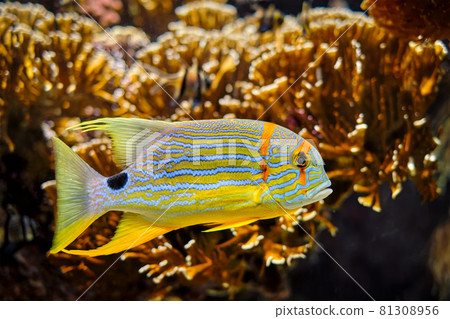Sailfin snapper Symphorichthys spilurus blue-lined sea bream fish underwater in sea Sailfin snapper Symphorichthys spilurus blue-lined sea bream fish underwater in sea 81308956