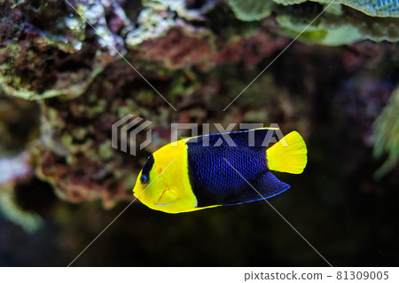 Bicolor angelfish Centropyge bicolor fish underwater in sea Bicolor angelfish Centropyge bicolor fish underwater in sea 81309005