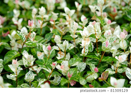 Midsummer Hatsuyuki Kazura 7 81309129