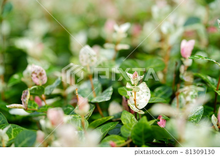 Midsummer Hatsuyuki Kazura 8 Midsummer Hatsuyuki Kazura 8 81309130