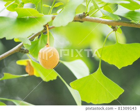 Young ginkgo nuts Young ginkgo nuts 81309143