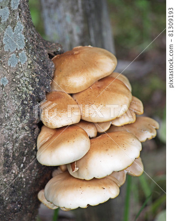 神秘蘑菇 81309193