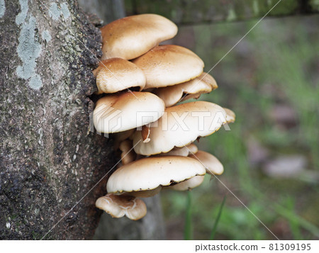 Mysterious mushroom Mysterious mushroom 81309195