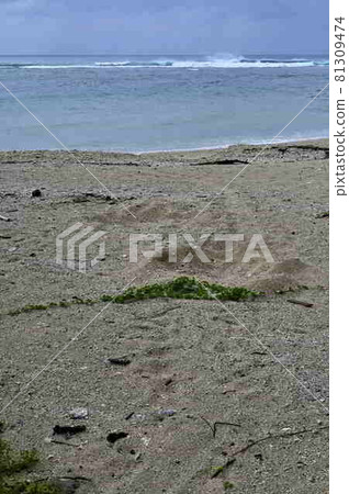 Landing site of green turtle, Amami Oshima coast Landing site of green turtle, Amami Oshima coast 81309474