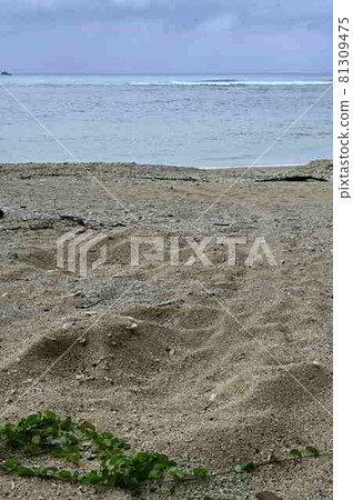 Landing site of green turtle, Amami Oshima coast 81309475
