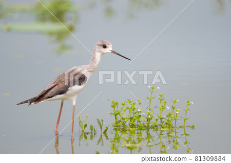 Elegant lady, black-winged stilt 81309884